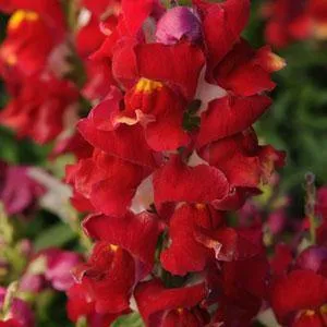 Antirrhinum Snapshot Red Bicolor Flower Seeds