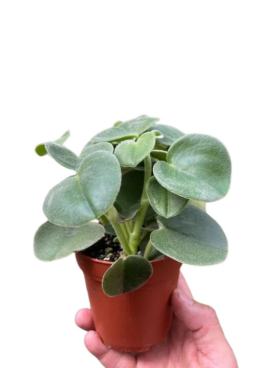 Peperomia 'Felted'