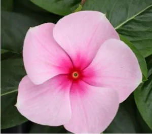 Vinca Victory Light Pink with Red Eye Flower Seeds